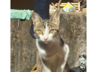 Gato raça SRD-ViraLata idade 7 a 11 meses nome Sem nome