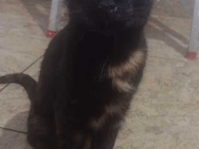 Gato ra a SRD-ViraLata idade 7 a 11 meses nome Laura