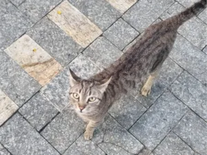 Gato raça SRD-ViraLata idade 3 anos nome Amora