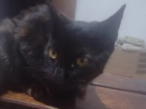 Gato raça SRD-ViraLata idade 7 a 11 meses nome Laura