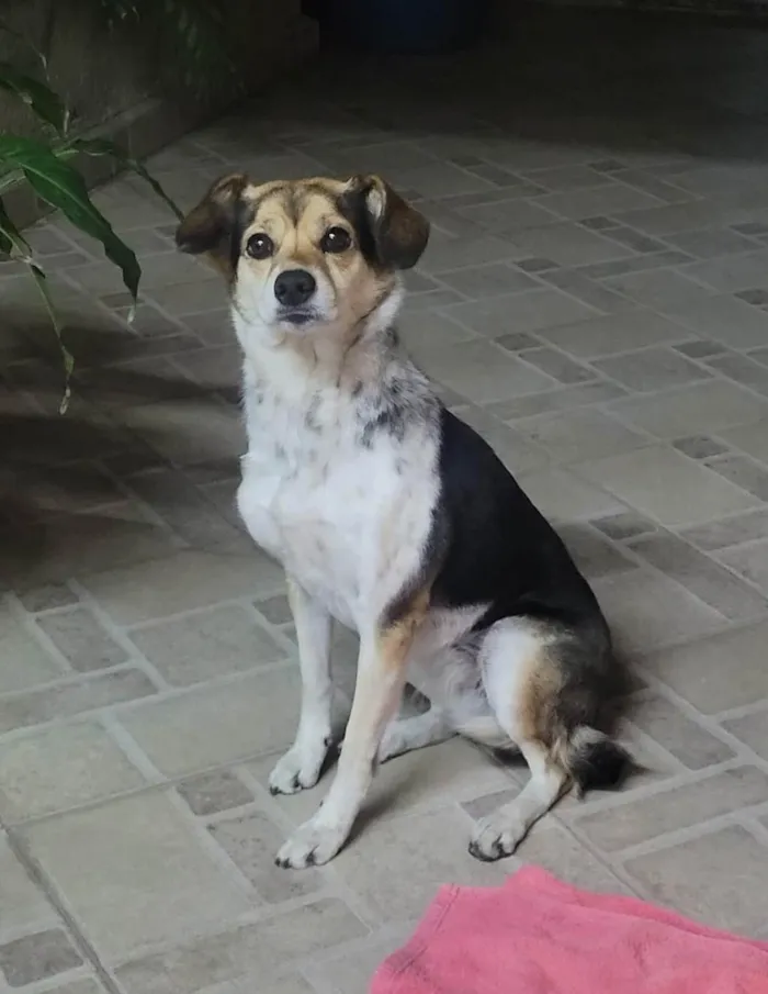 Cachorro ra a SRD-ViraLata idade 1 ano nome Cachorra/cadela para doação 