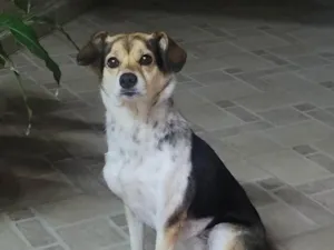 Cachorro raça SRD-ViraLata idade 1 ano nome Cachorra/cadela para doação 