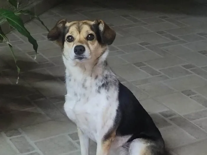 Cachorro ra a SRD-ViraLata idade 1 ano nome Cachorra/cadela para doação 