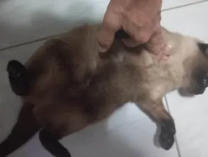 Gato raça Siamês idade 6 ou mais anos nome Mel BB