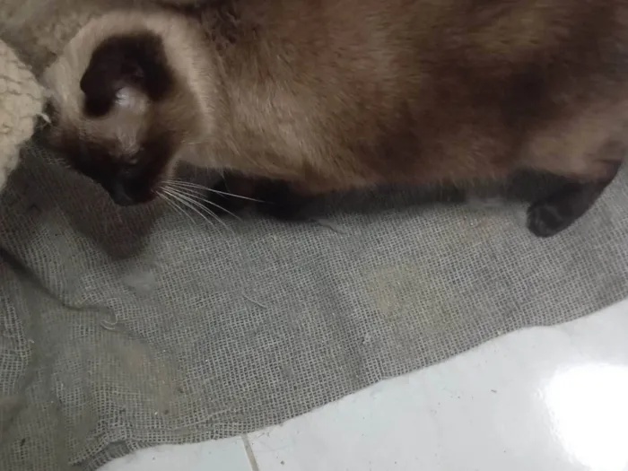 Gato ra a Siamês idade 6 ou mais anos nome Mel BB