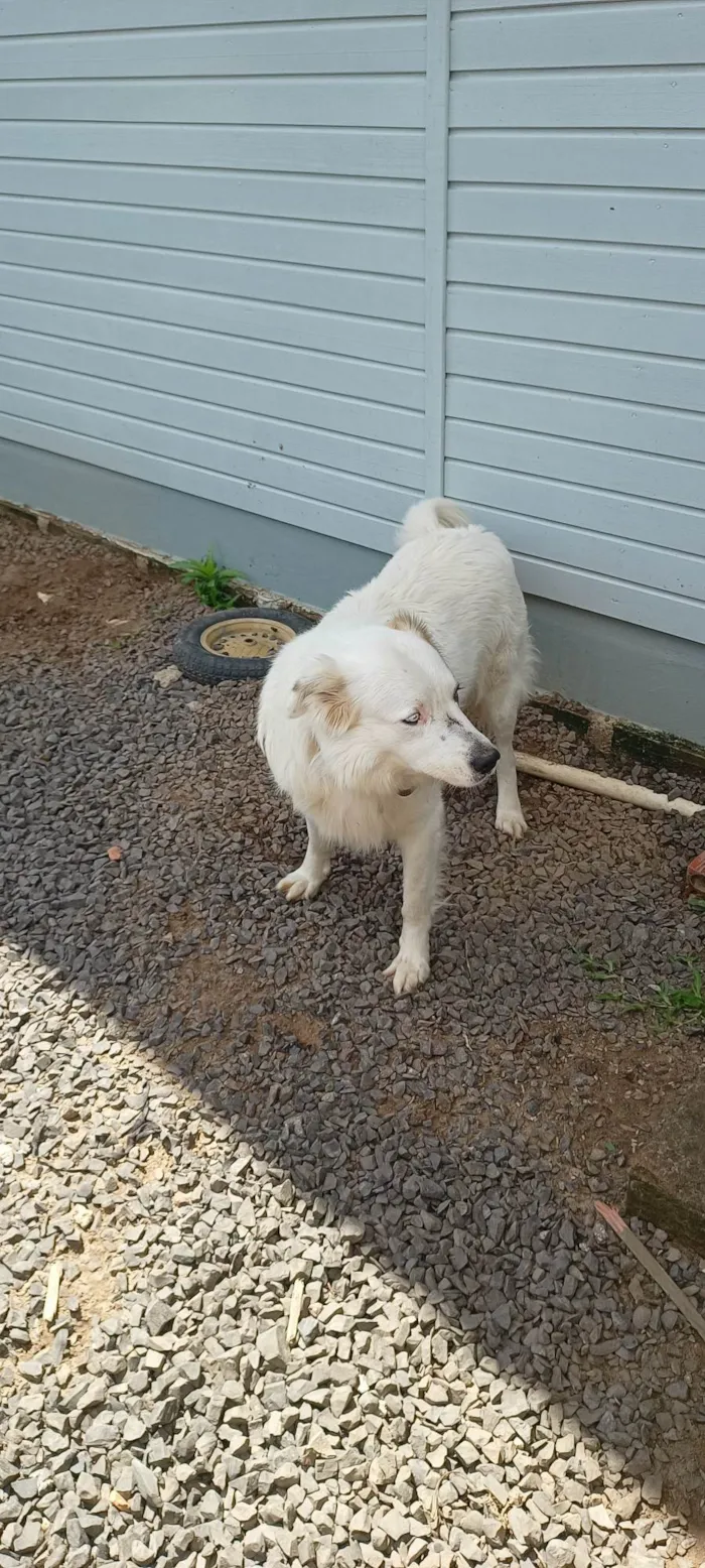 Cachorro ra a SRD-ViraLata idade 4 anos nome Dunga