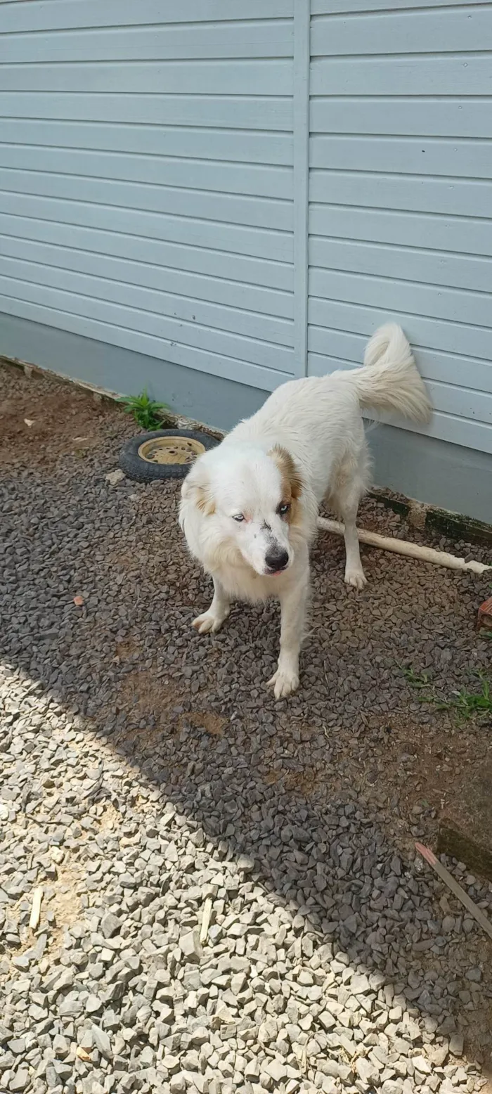 Cachorro ra a SRD-ViraLata idade 4 anos nome Dunga