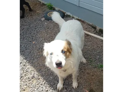 Cachorro raça SRD-ViraLata idade 4 anos nome Dunga
