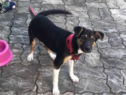 Cachorro raça SRD-ViraLata idade 2 a 6 meses nome Maya