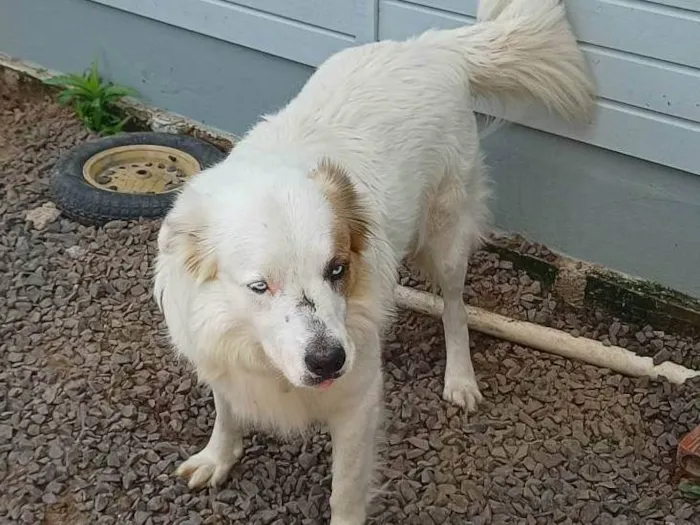 Cachorro ra a SRD-ViraLata idade 4 anos nome Dunga