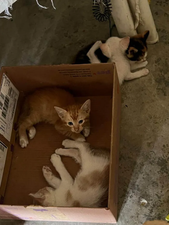 Gato ra a SRD-ViraLata idade Abaixo de 2 meses nome Gatinhos machos