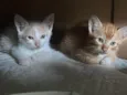 Gatinhos machos