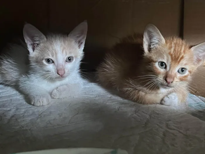 Gato ra a SRD-ViraLata idade Abaixo de 2 meses nome Gatinhos machos