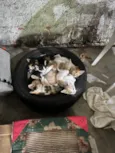 Gatos