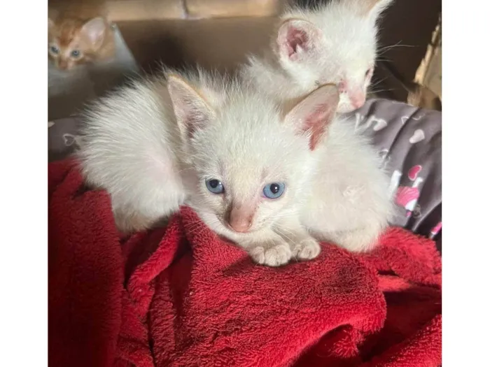 Gato ra a SRD-ViraLata idade Abaixo de 2 meses nome Gatos