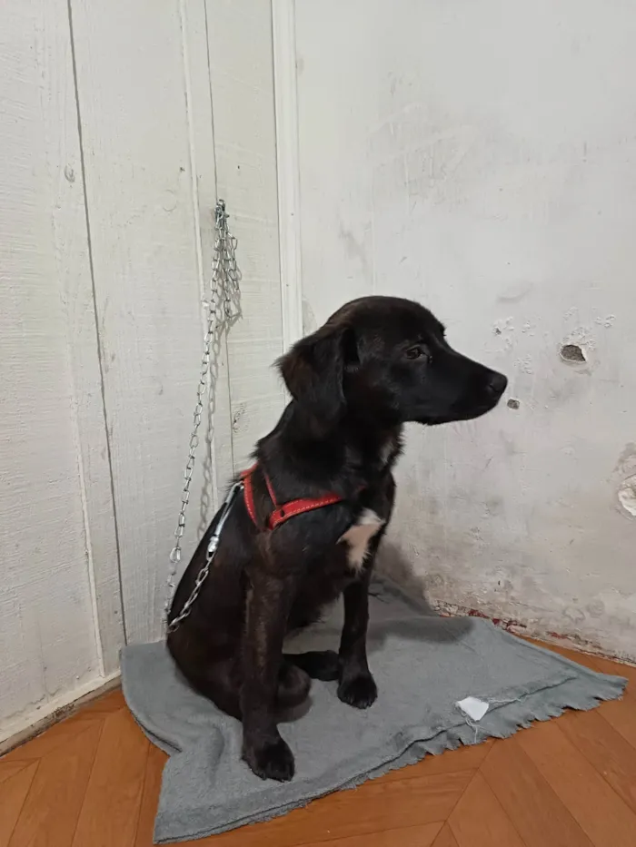 Cachorro ra a SRD-ViraLata idade 2 a 6 meses nome Café 