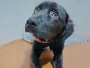 Cachorro raça SRD-ViraLata idade 2 a 6 meses nome Café 