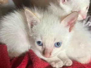 Gato raça SRD-ViraLata idade Abaixo de 2 meses nome Gatos