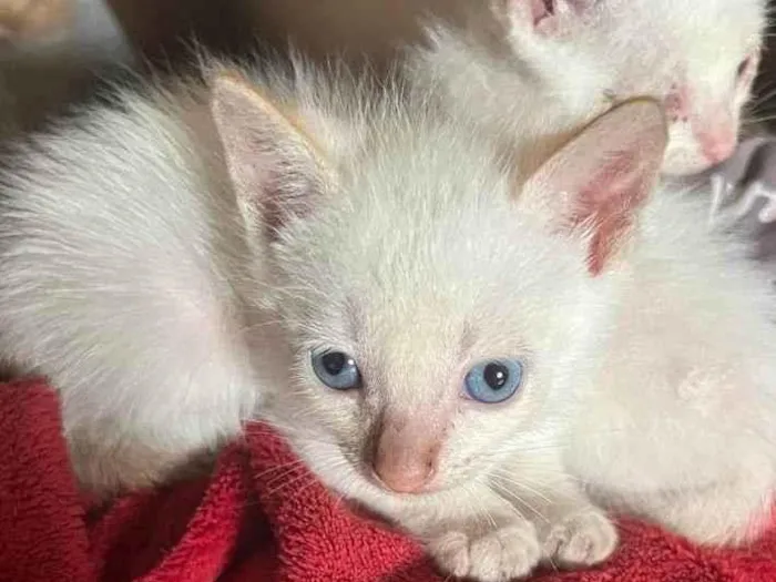 Gato ra a SRD-ViraLata idade Abaixo de 2 meses nome Gatos