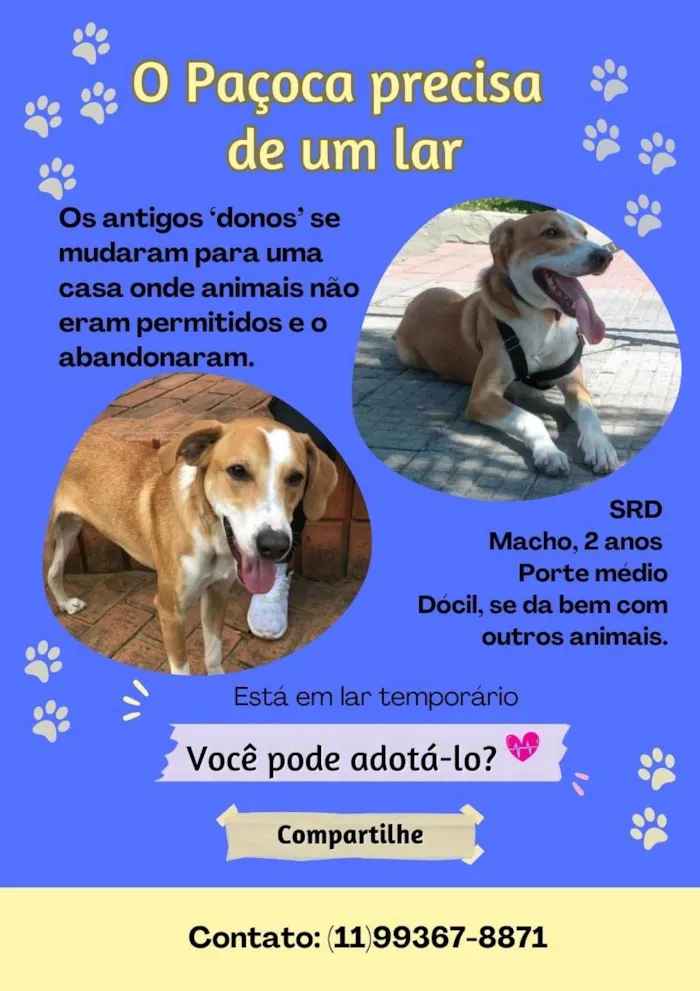 Cachorro ra a SRD-ViraLata idade 2 anos nome Paçoca 