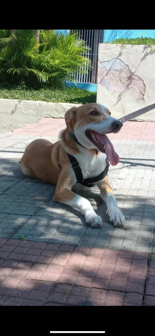 Cachorro ra a SRD-ViraLata idade 2 anos nome Paçoca 