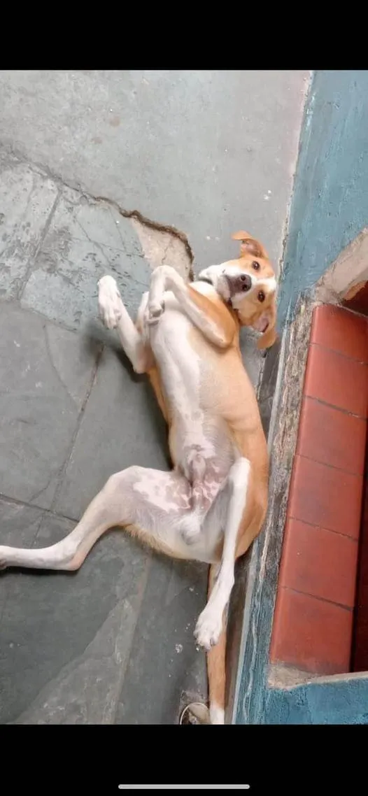 Cachorro ra a SRD-ViraLata idade 2 anos nome Paçoca 