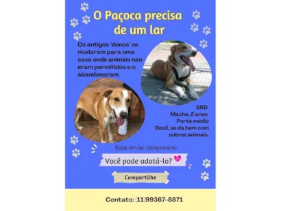 Cachorro raça SRD-ViraLata idade 2 anos nome Paçoca 