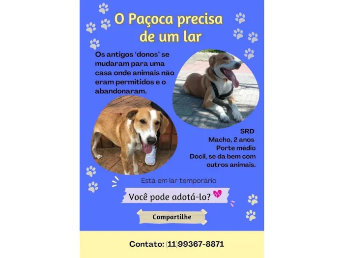 Cachorro ra a SRD-ViraLata idade 2 anos nome Paçoca 