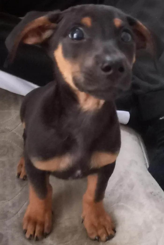 Cachorro ra a SRD-ViraLata idade 2 a 6 meses nome No momento sem nome.