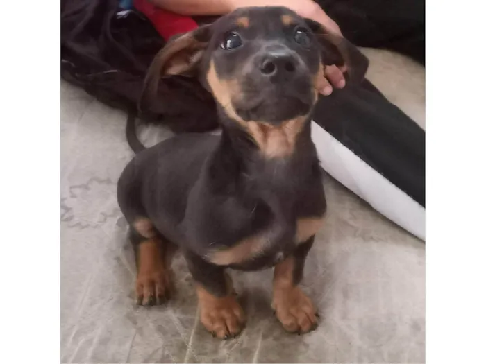 Cachorro ra a SRD-ViraLata idade 2 a 6 meses nome No momento sem nome.