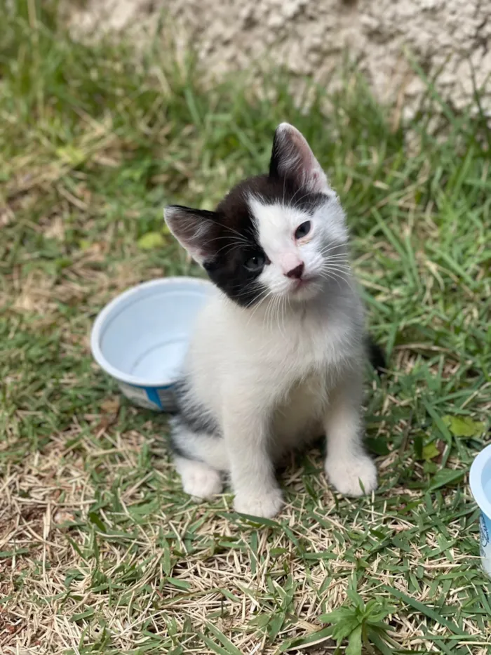 Gato ra a SRD-ViraLata idade Abaixo de 2 meses nome Jerônimo 