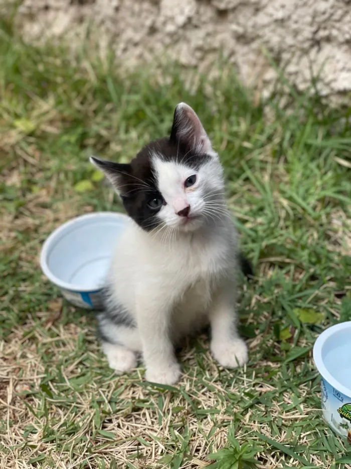 Gato ra a SRD-ViraLata idade Abaixo de 2 meses nome Jerônimo 