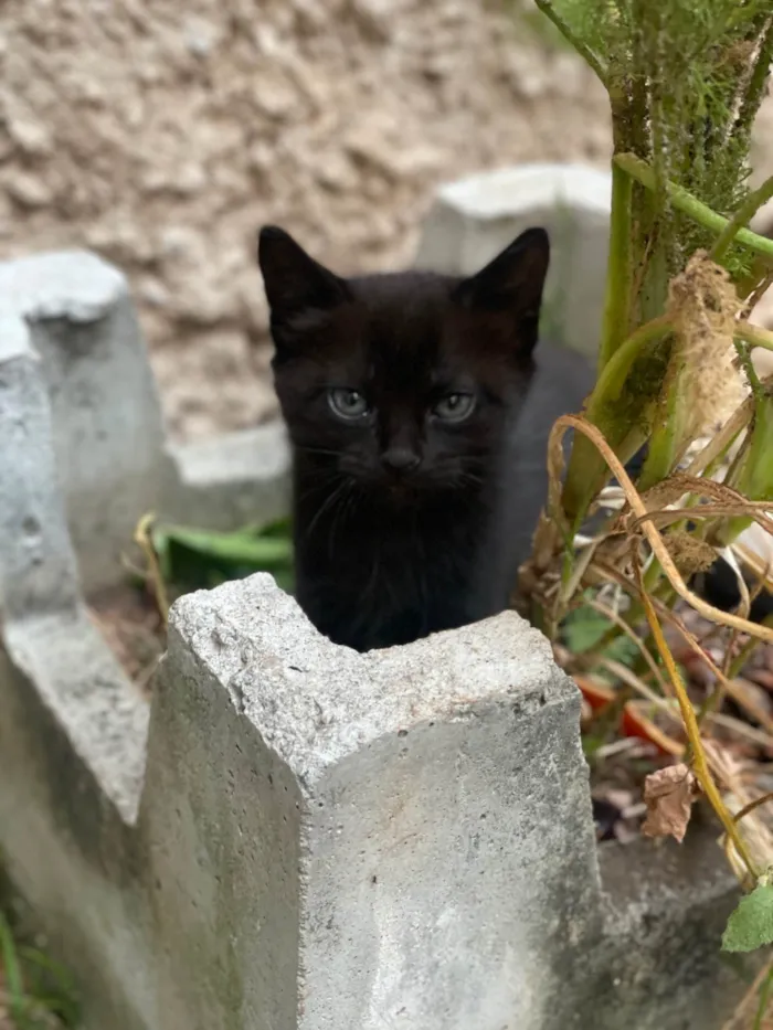 Gato ra a SRD-ViraLata idade Abaixo de 2 meses nome Carmelinda