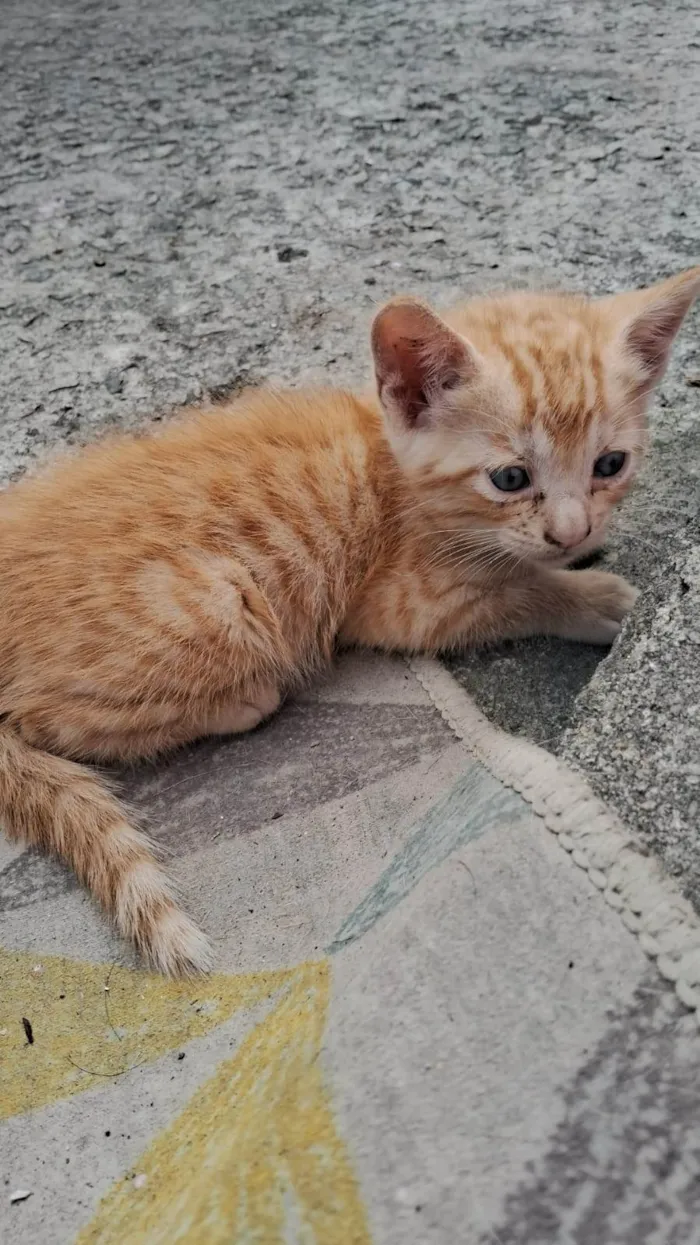 Gato ra a SRD-ViraLata idade Abaixo de 2 meses nome Mimo