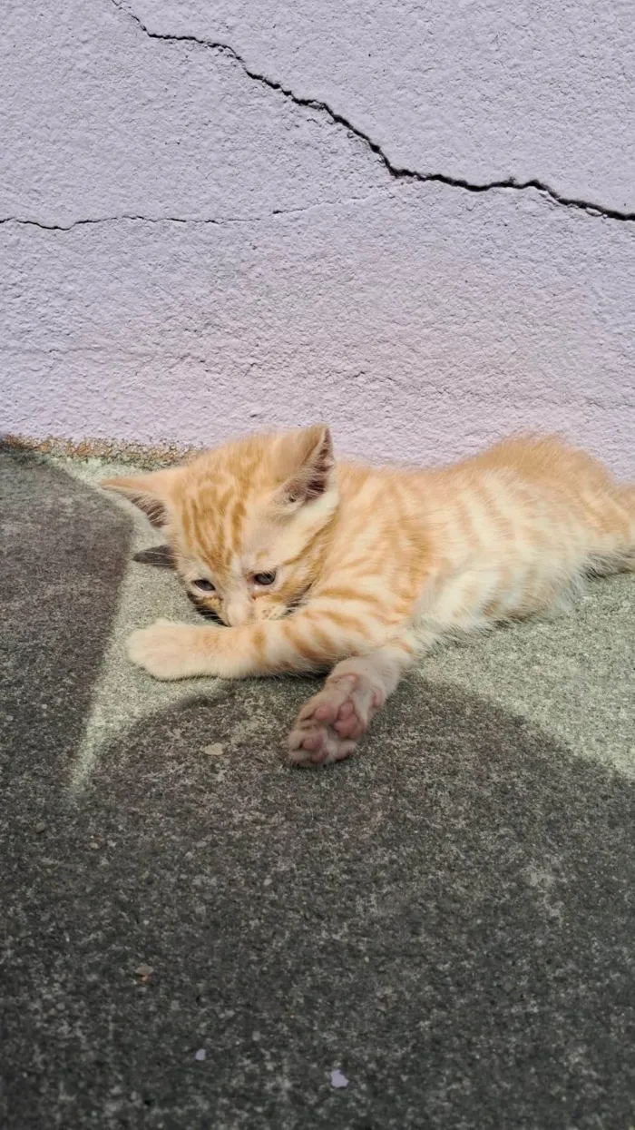 Gato ra a SRD-ViraLata idade Abaixo de 2 meses nome Lilica