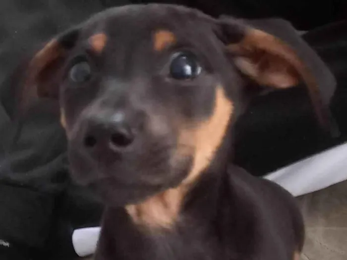 Cachorro ra a SRD-ViraLata idade 2 a 6 meses nome No momento sem nome.