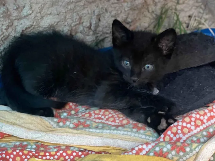 Gato ra a SRD-ViraLata idade Abaixo de 2 meses nome Fred