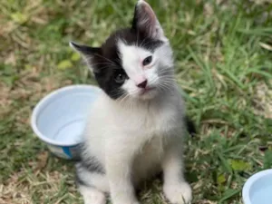 Gato raça SRD-ViraLata idade Abaixo de 2 meses nome Jerônimo 