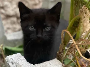 Gato raça SRD-ViraLata idade Abaixo de 2 meses nome Carmelinda