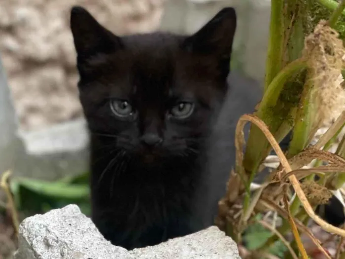 Gato ra a SRD-ViraLata idade Abaixo de 2 meses nome Carmelinda