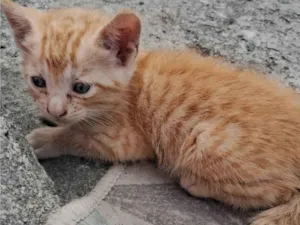 Gato raça SRD-ViraLata idade Abaixo de 2 meses nome Mimo