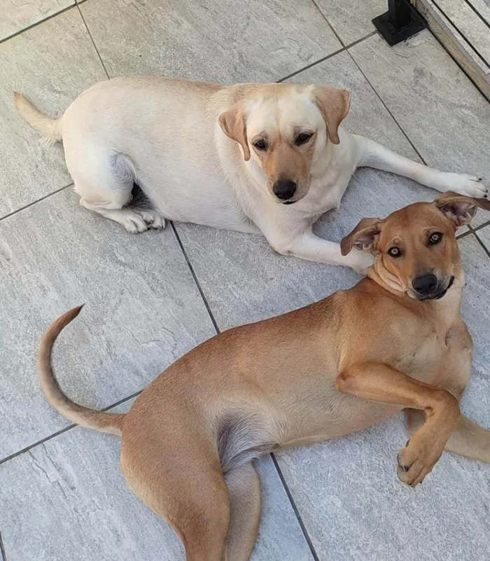 Cachorro ra a Labrador idade 3 anos nome Luna