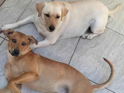 Cachorro raça SRD-ViraLata idade 1 ano nome Laika