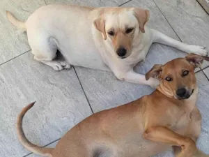 Cachorro raça Labrador idade 3 anos nome Luna