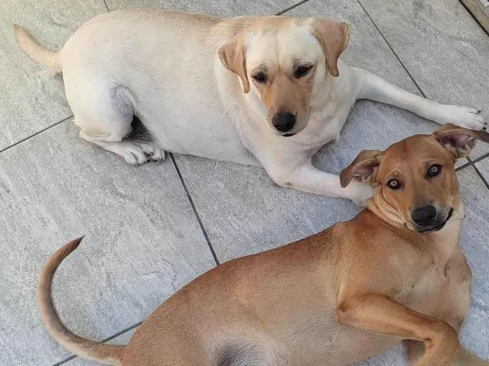 Cachorro ra a Labrador idade 3 anos nome Luna