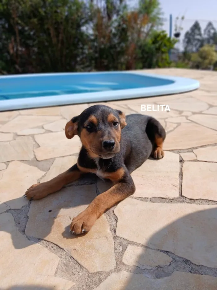 Cachorro ra a SRD-ViraLata idade Abaixo de 2 meses nome Belita