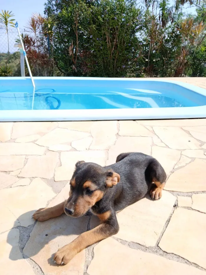 Cachorro ra a SRD-ViraLata idade Abaixo de 2 meses nome Belita