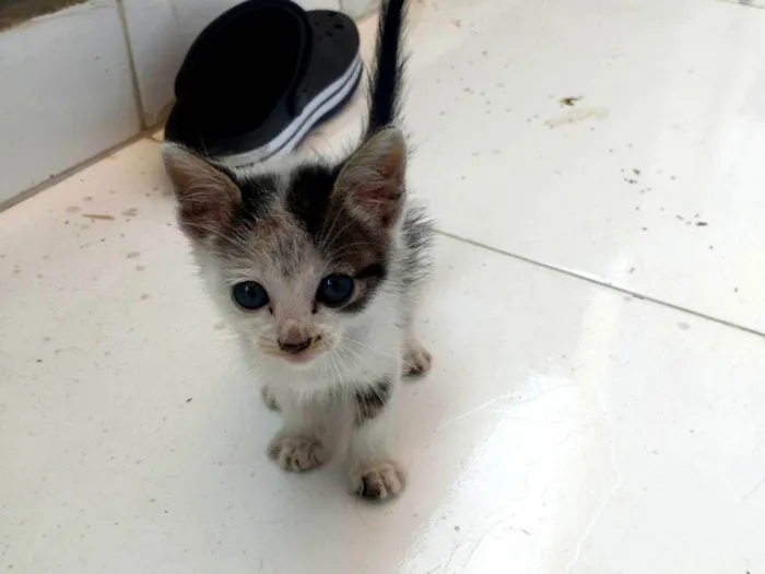 Gato ra a Exótico idade Abaixo de 2 meses nome Não colocamos nome 