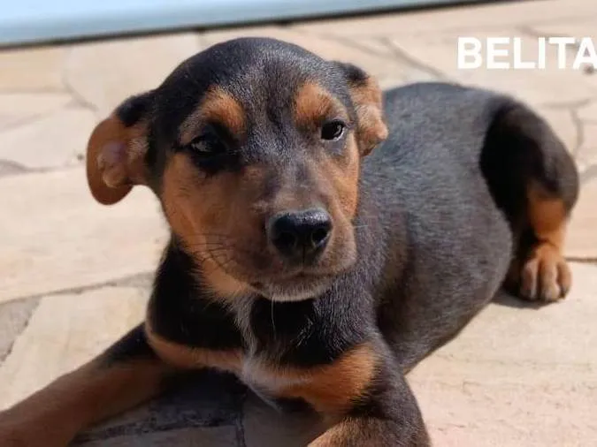 Cachorro ra a SRD-ViraLata idade Abaixo de 2 meses nome Belita