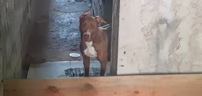 Cachorro ra a SRD-ViraLata idade 4 anos nome Vampira 